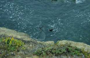 Ottern in der Bucht von Monterey