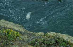 Ottern in der Bucht von Monterey