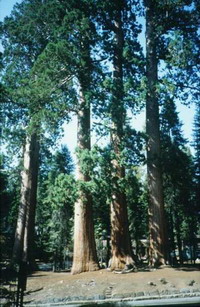 Sequoias