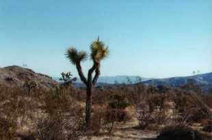Joshua National Park