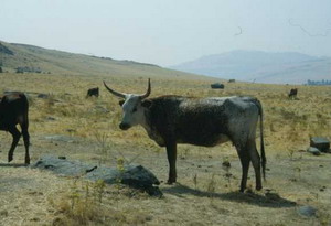 Longhorns near Exeter